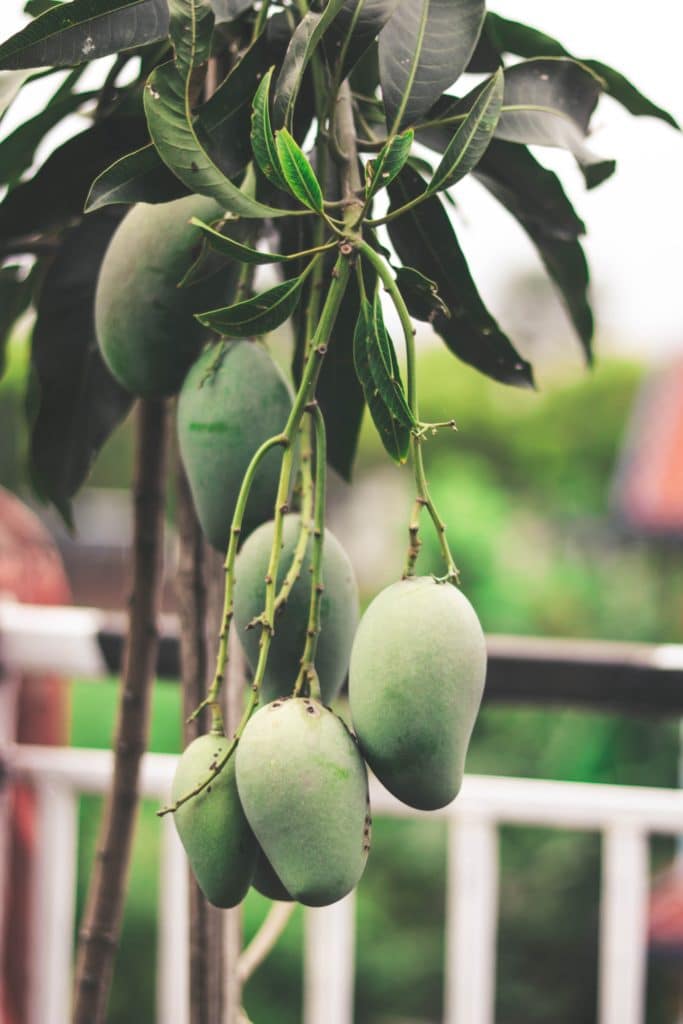 health benefit of mango